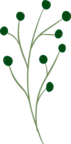 grøn plante