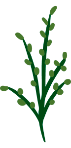 grøn plante